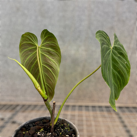 Philodedron 'splendid'