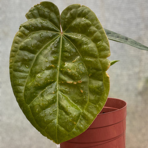 Anthurium  x Luxurians - LUXANIC