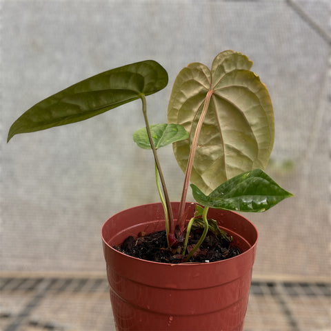 Anthurium  x Luxurians - LUXANIC