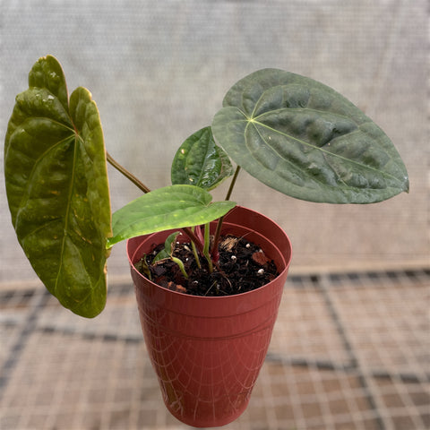 Anthurium  x Luxurians - LUXANIC