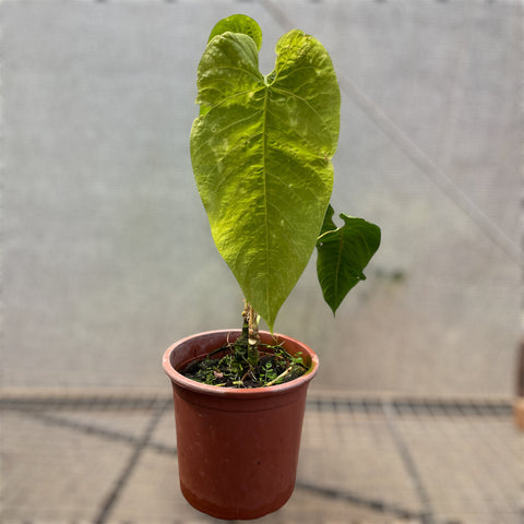 Anthurium sp. 'Colômbia'
