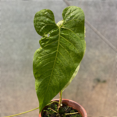 Anthurium sp. 'Colômbia'