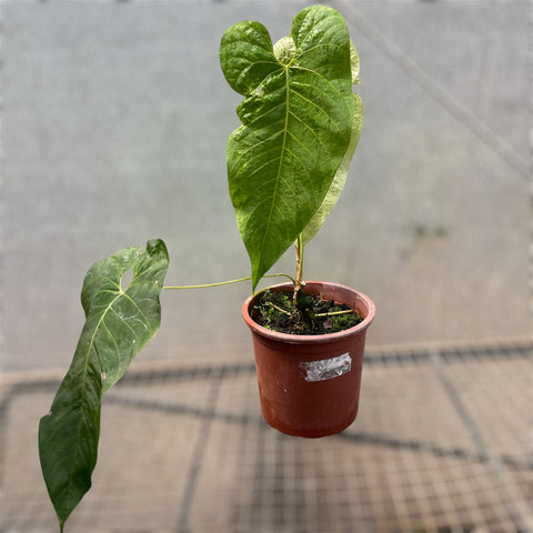 Anthurium sp. 'Colômbia'