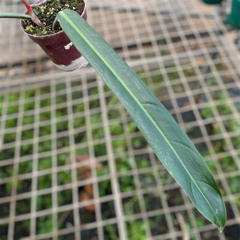 Philodendron Bicolor