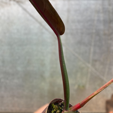 Philodendron Bicolor