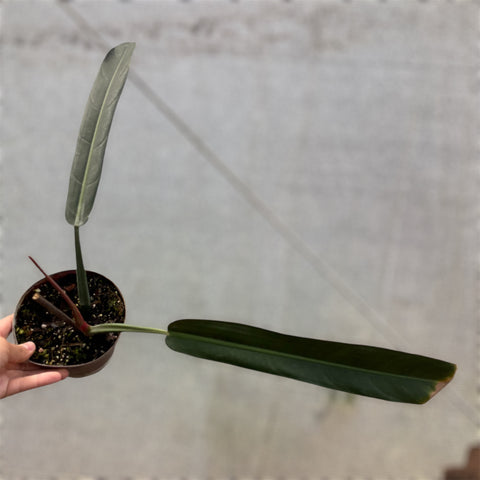 Philodendron Bicolor