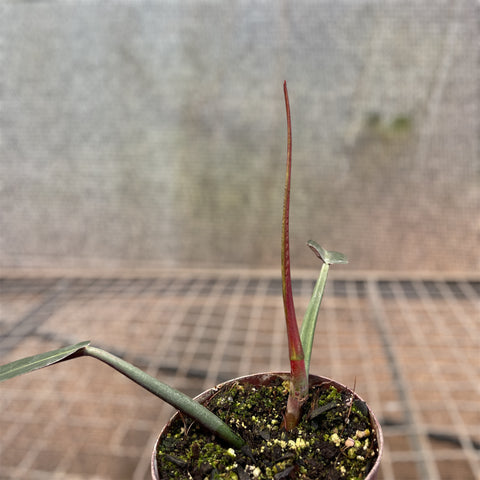 Philodendron Bicolor
