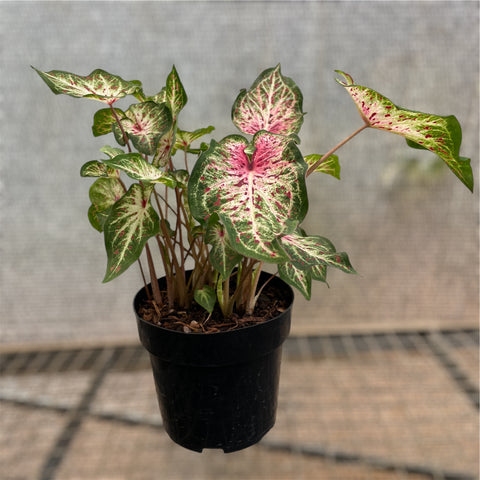 Caladium 04 - lançamento