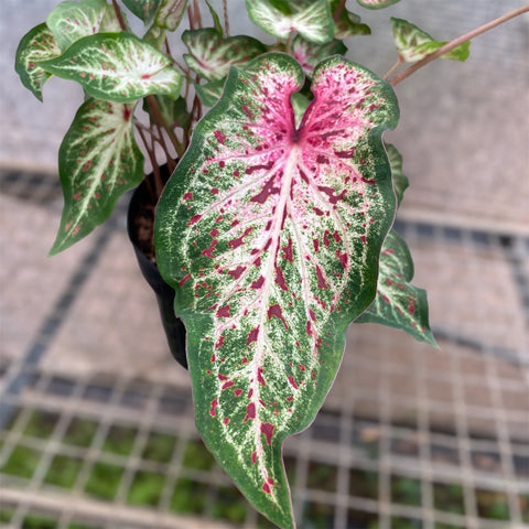 Caladium 04 - lançamento