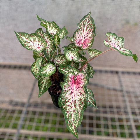 Caladium 04 - lançamento