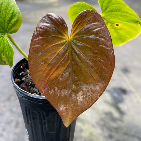 Anthurium Kunayalense