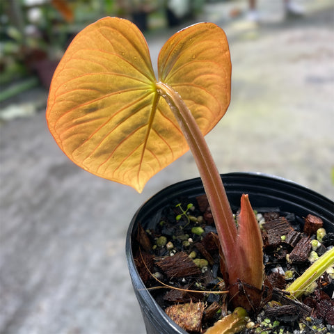 Anthurium Kunayalense