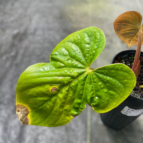 Anthurium Kunayalense