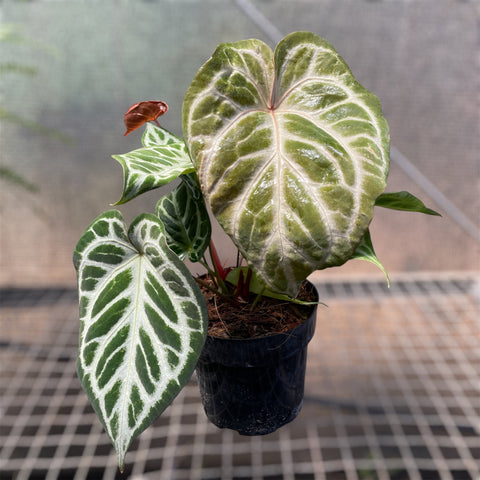 Anthurium Botanic - variação 05