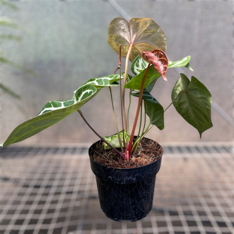 Anthurium Botanic - variação 05