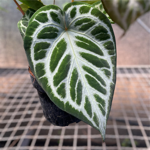 Anthurium Botanic - variação 05