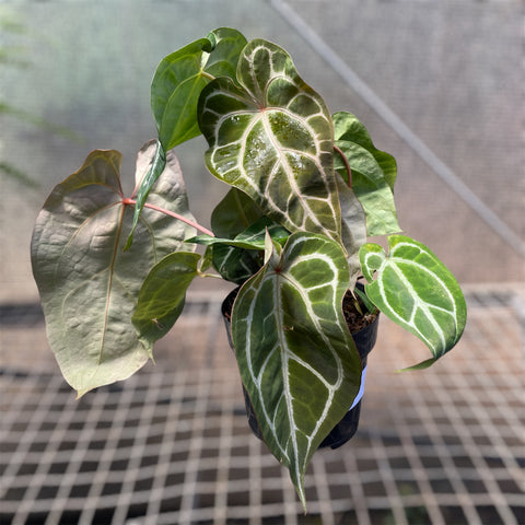 Anthurium Botanic - variação 08