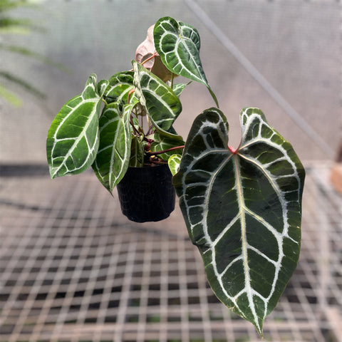 Anthurium Botanic - variação 08