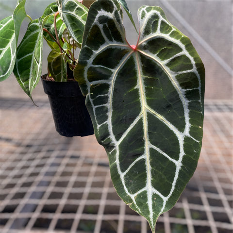 Anthurium Botanic - variação 08
