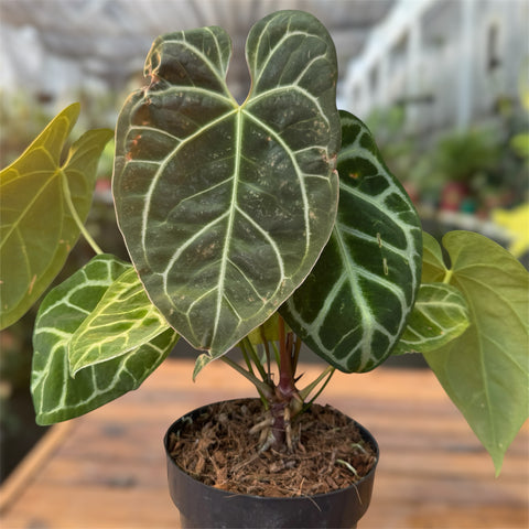 Anthurium Botanic - variação 03