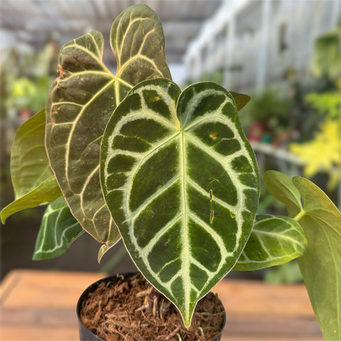 Anthurium Botanic - variação 03