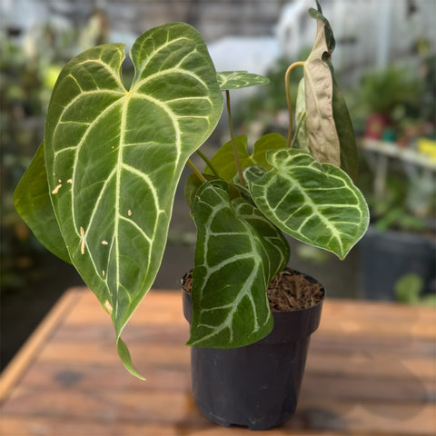 Anthurium Botanic - variação 03
