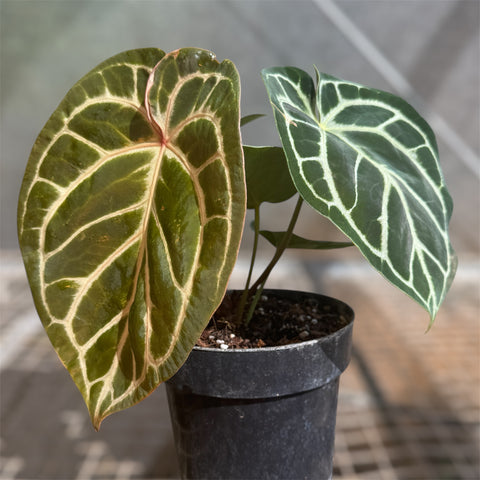 Anthurium Botanic - variação 01