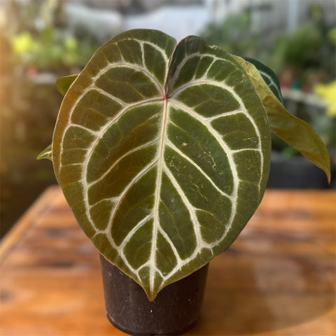Anthurium Botanic - variação 01