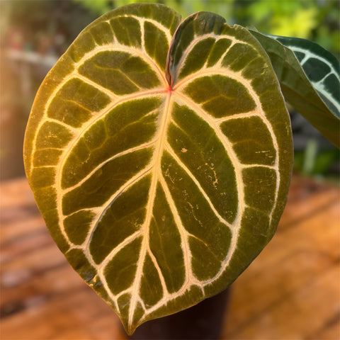 Anthurium Botanic - variação 01