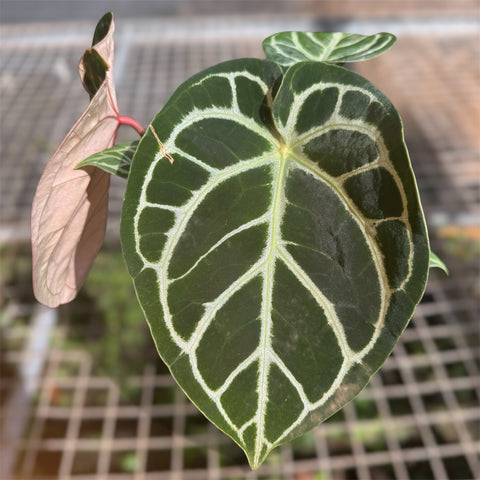 Anthurium Botanic - variação 01