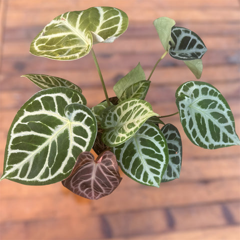 Anthurium Botanic - variação 04