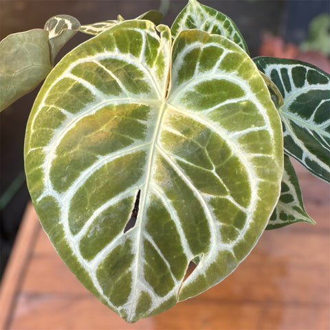 Anthurium Botanic - variação 04