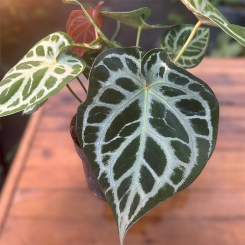 Anthurium Botanic - variação 04