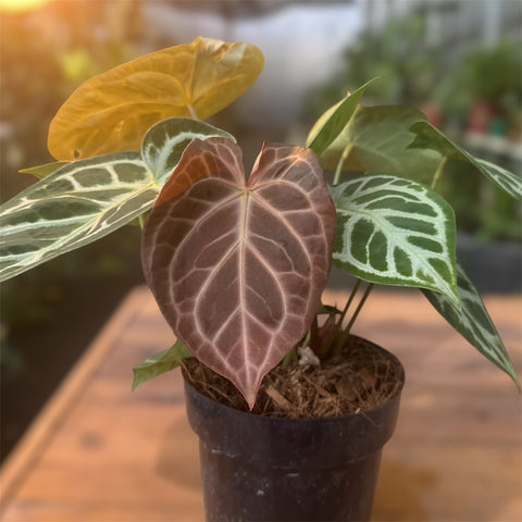 Anthurium Botanic - variação 04
