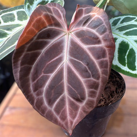 Anthurium Botanic - variação 04