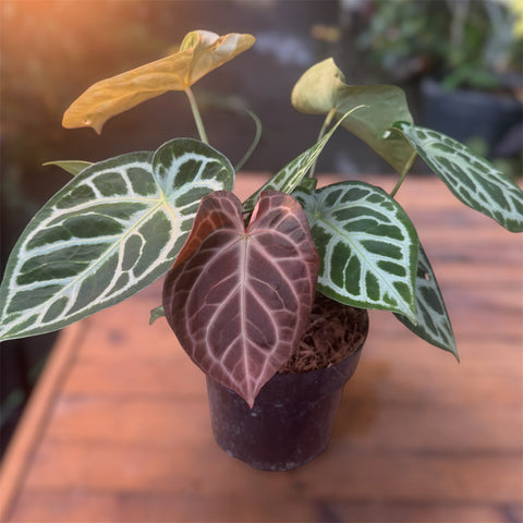 Anthurium Botanic - variação 04