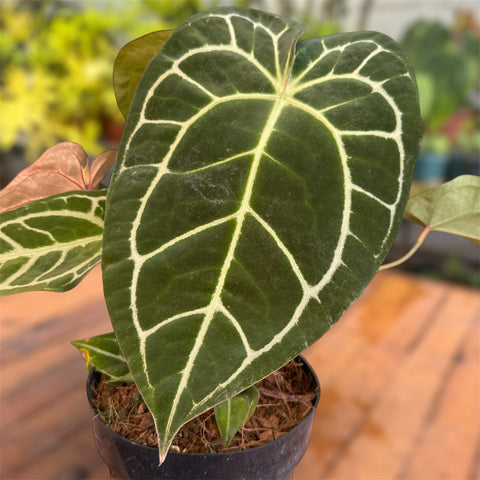 Anthurium Botanic - variação 07