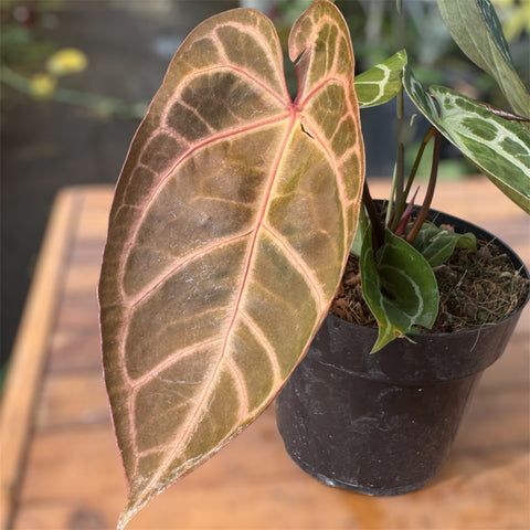 Anthurium Botanic - variação 07
