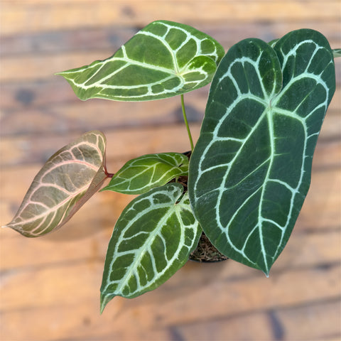 Anthurium Botanic - variação 07