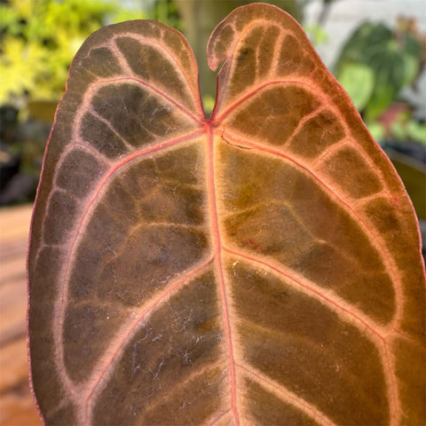 Anthurium Botanic - variação 07