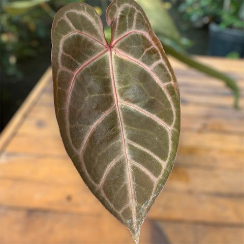 Anthurium Botanic - variação 07
