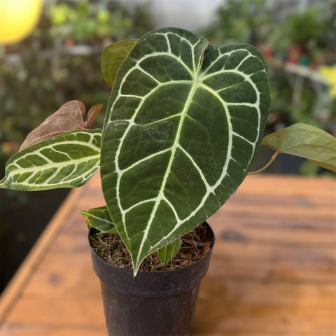 Anthurium Botanic - variação 07