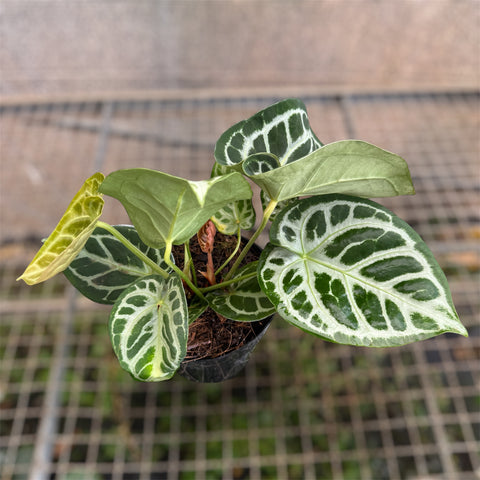 Anthurium Botanic - variação 10
