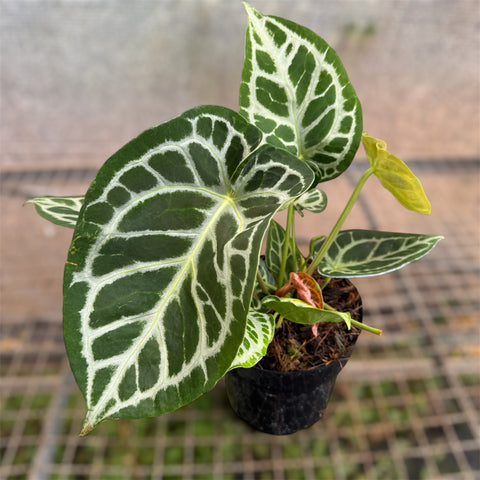 Anthurium Botanic - variação 10