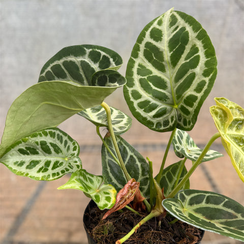 Anthurium Botanic - variação 10