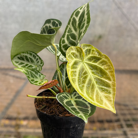 Anthurium Botanic - variação 10