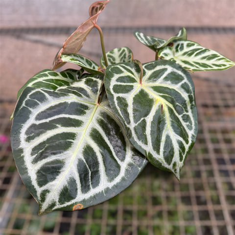Anthurium Botanic - variação 05