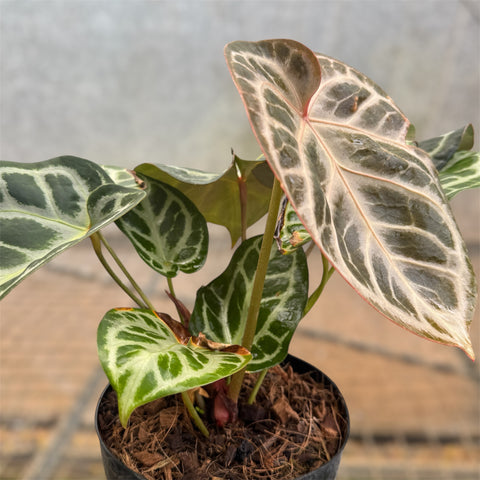 Anthurium Botanic - variação 05