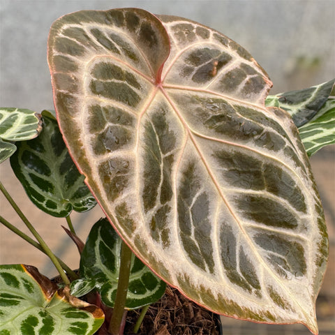Anthurium Botanic - variação 05