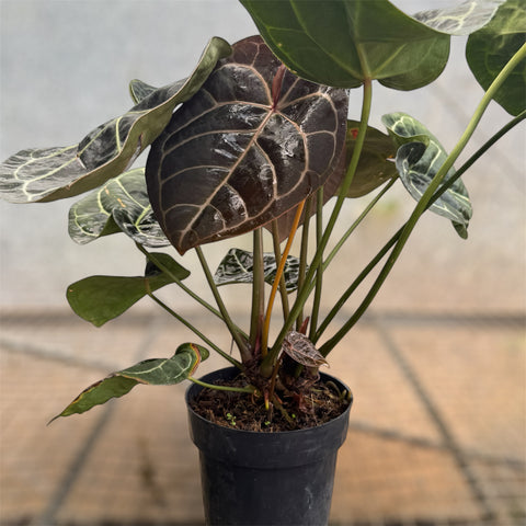 Anthurium Botanic - variação 03
